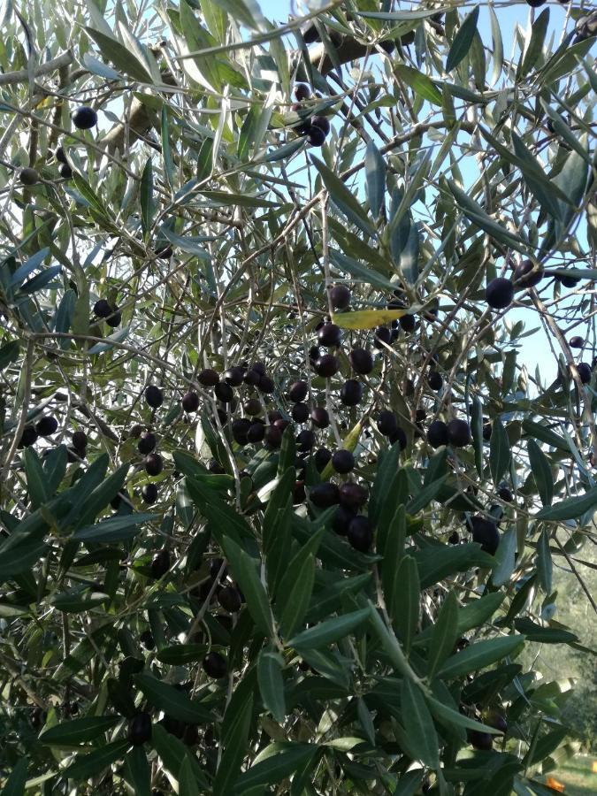 Agriturismo Campolungo Sant'Ermo 外观 照片