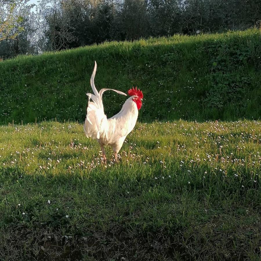 Agriturismo Campolungo Sant'Ermo 外观 照片